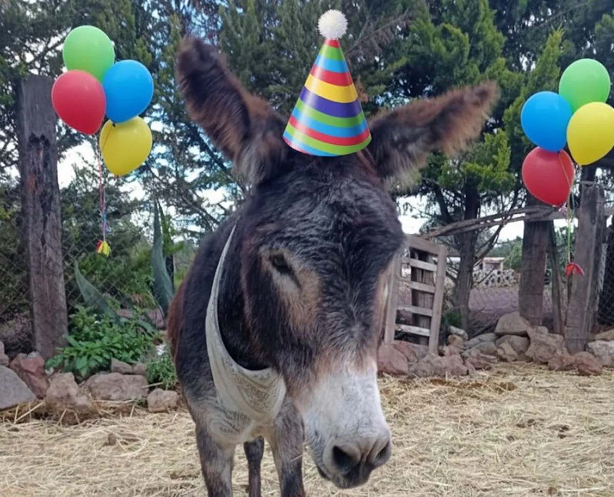 "Borolas" Celebra su Cumpleaños y Burrolandia Lanza Invitación